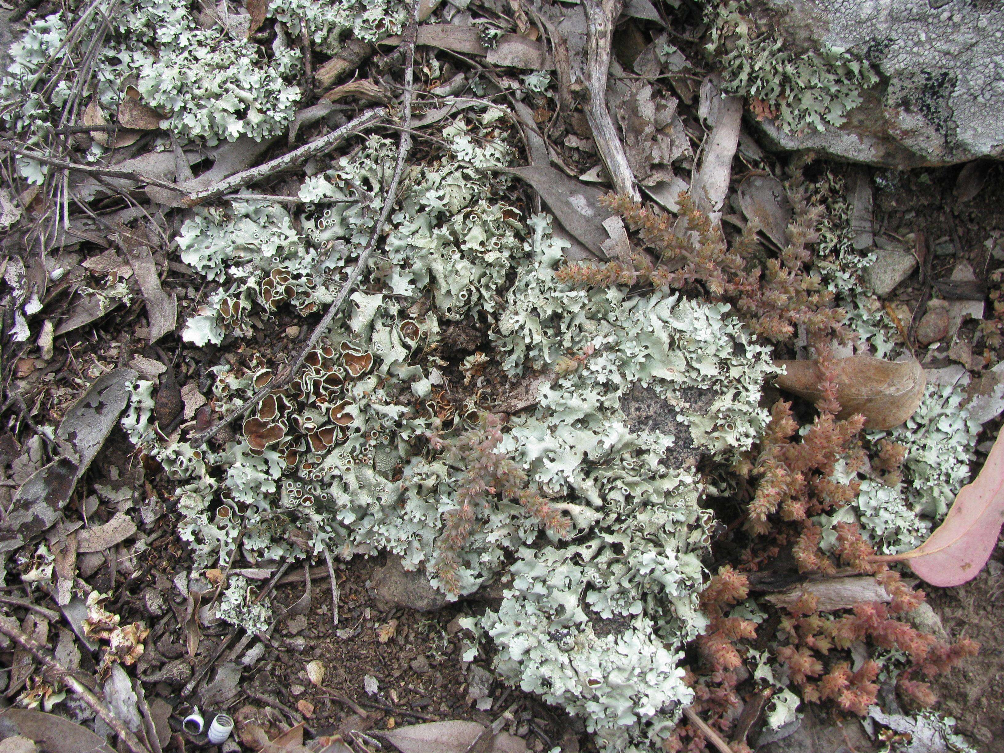 Image of Parmeliaceae