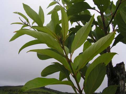 Image of Citharexylum myrianthum Cham.