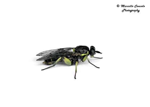 Image of Drab Wood Soldier Fly