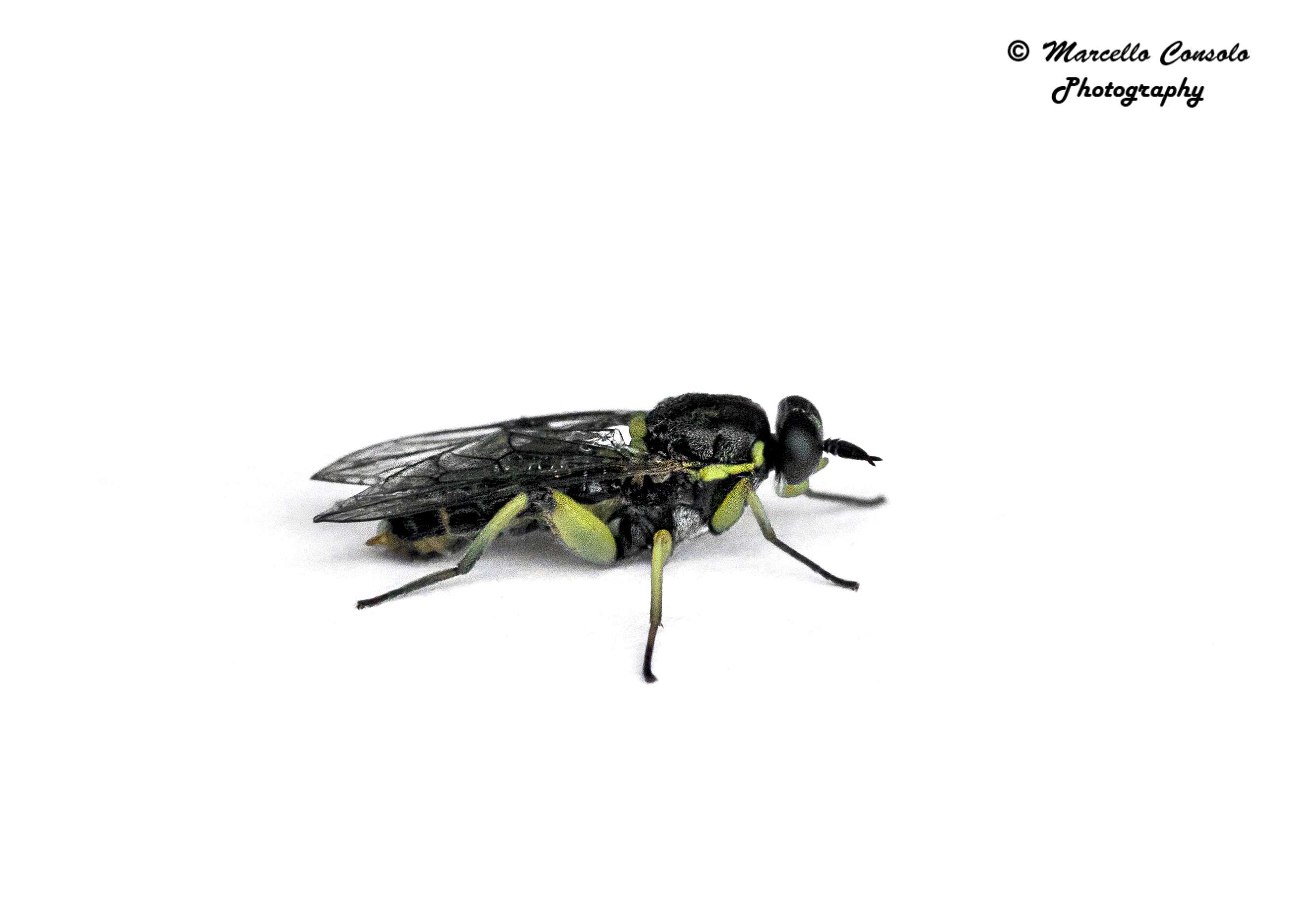 Image of Drab Wood Soldier Fly
