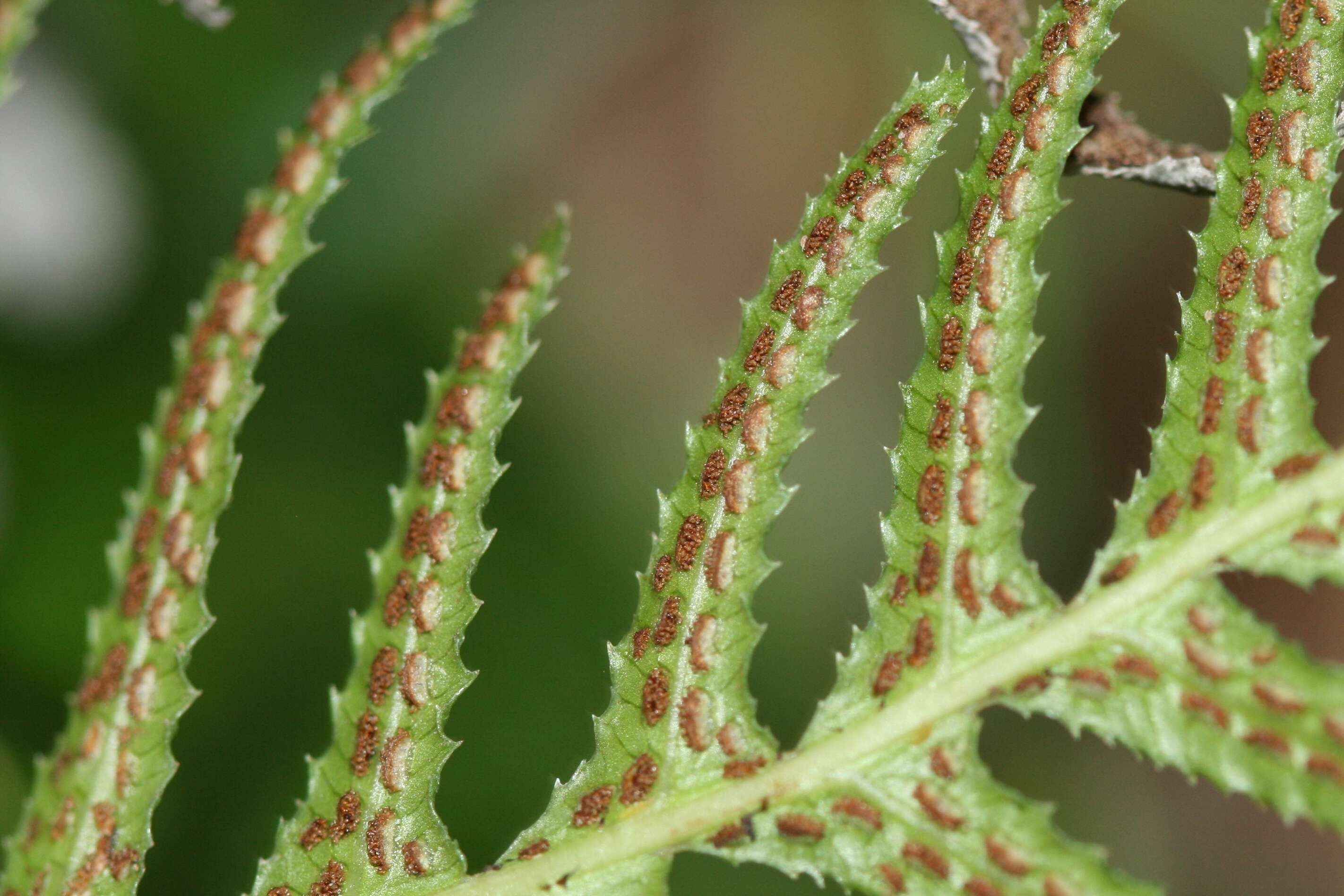 Image of hacksaw fern