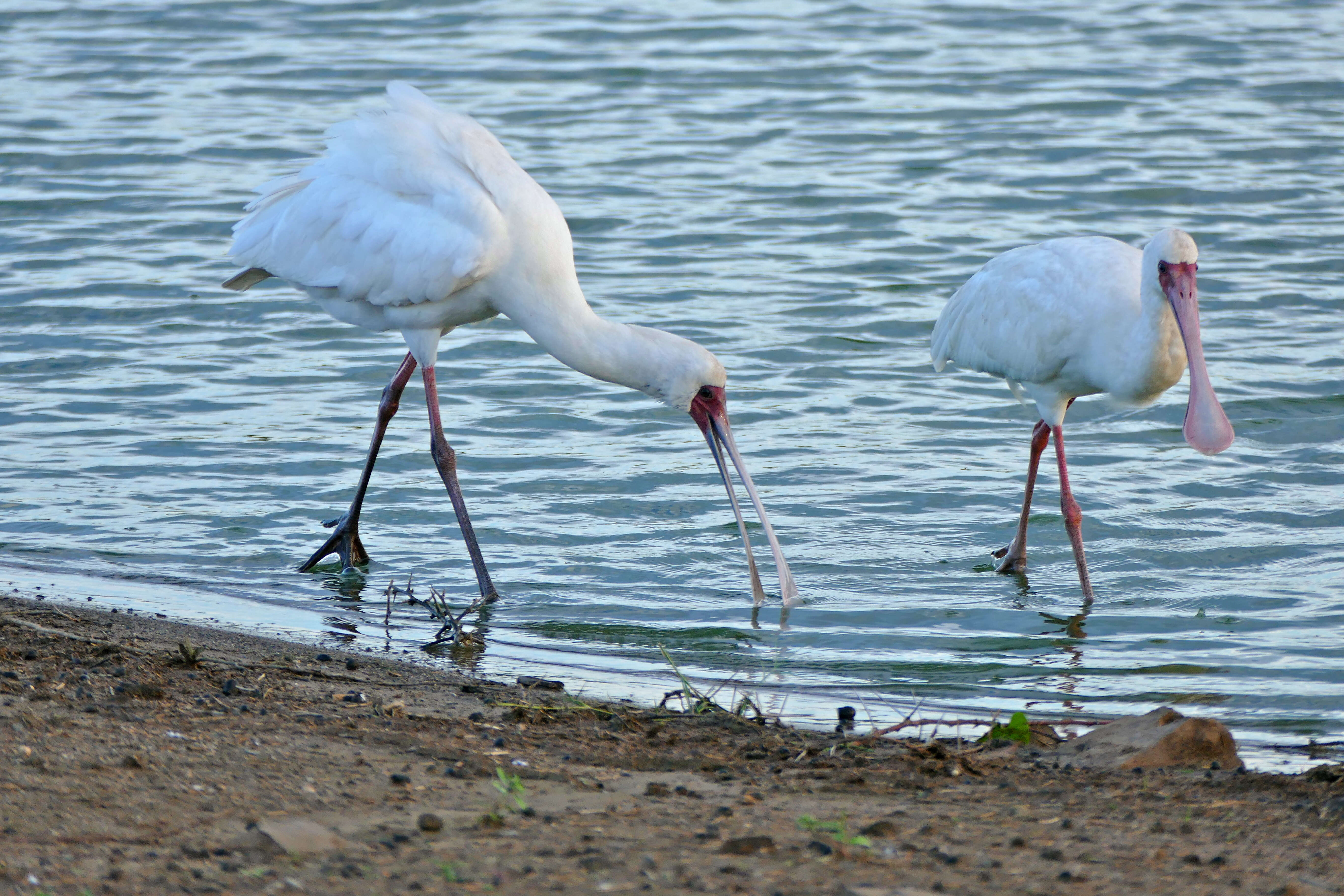 Image of Platalea Linnaeus 1758