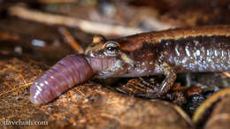 Image of dusky salamanders