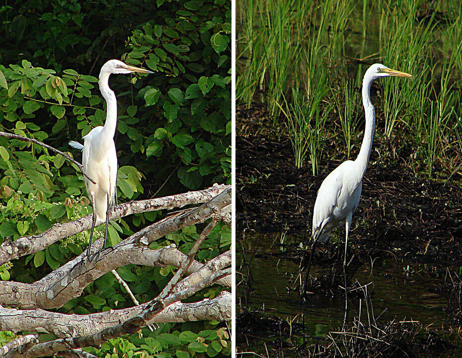 <i>Ardea modesta</i>的圖片