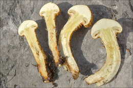 Image of shaggy scalycap