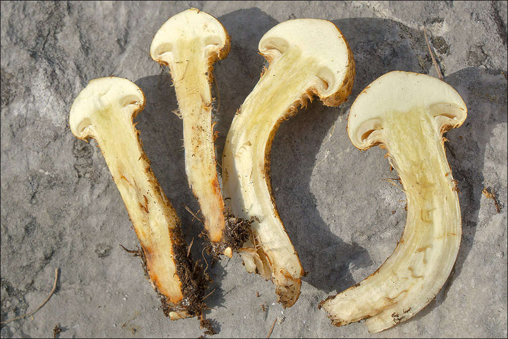 Image of Pholiota