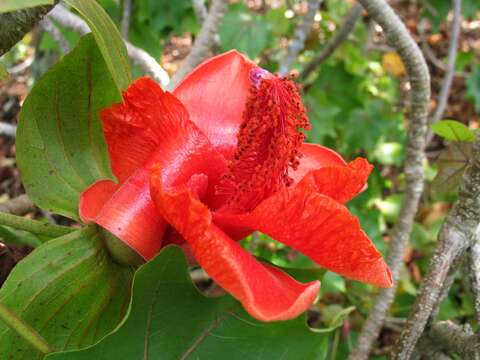 Image of Hawai'i treecotton