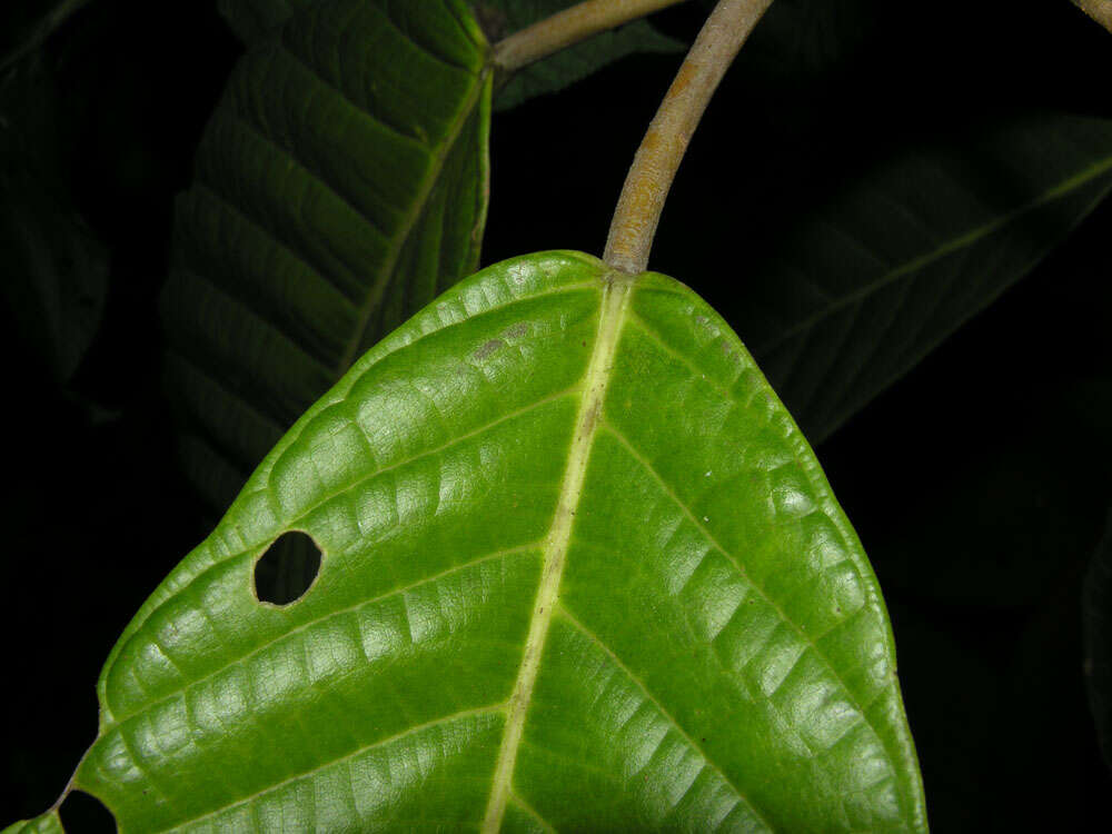 Image of Ficus brevibracteata Burger