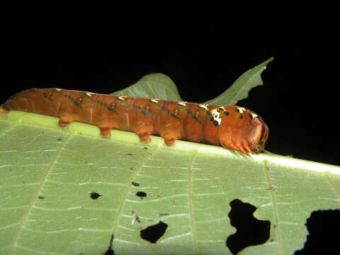 Image de Isertia scorpioides B. M. Boom