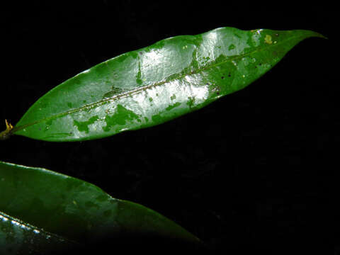 Image of Ocotea multiflora H. van der Werff