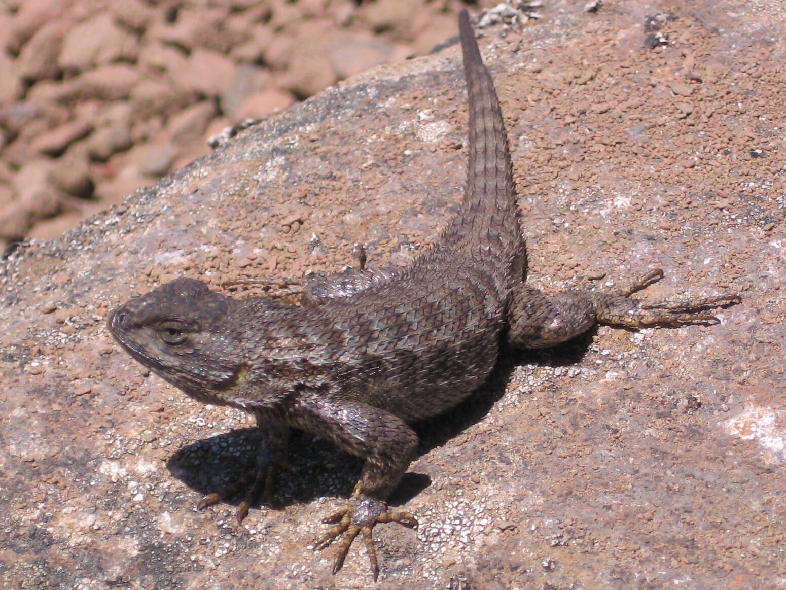 Image of Duges' Spiny Lizard