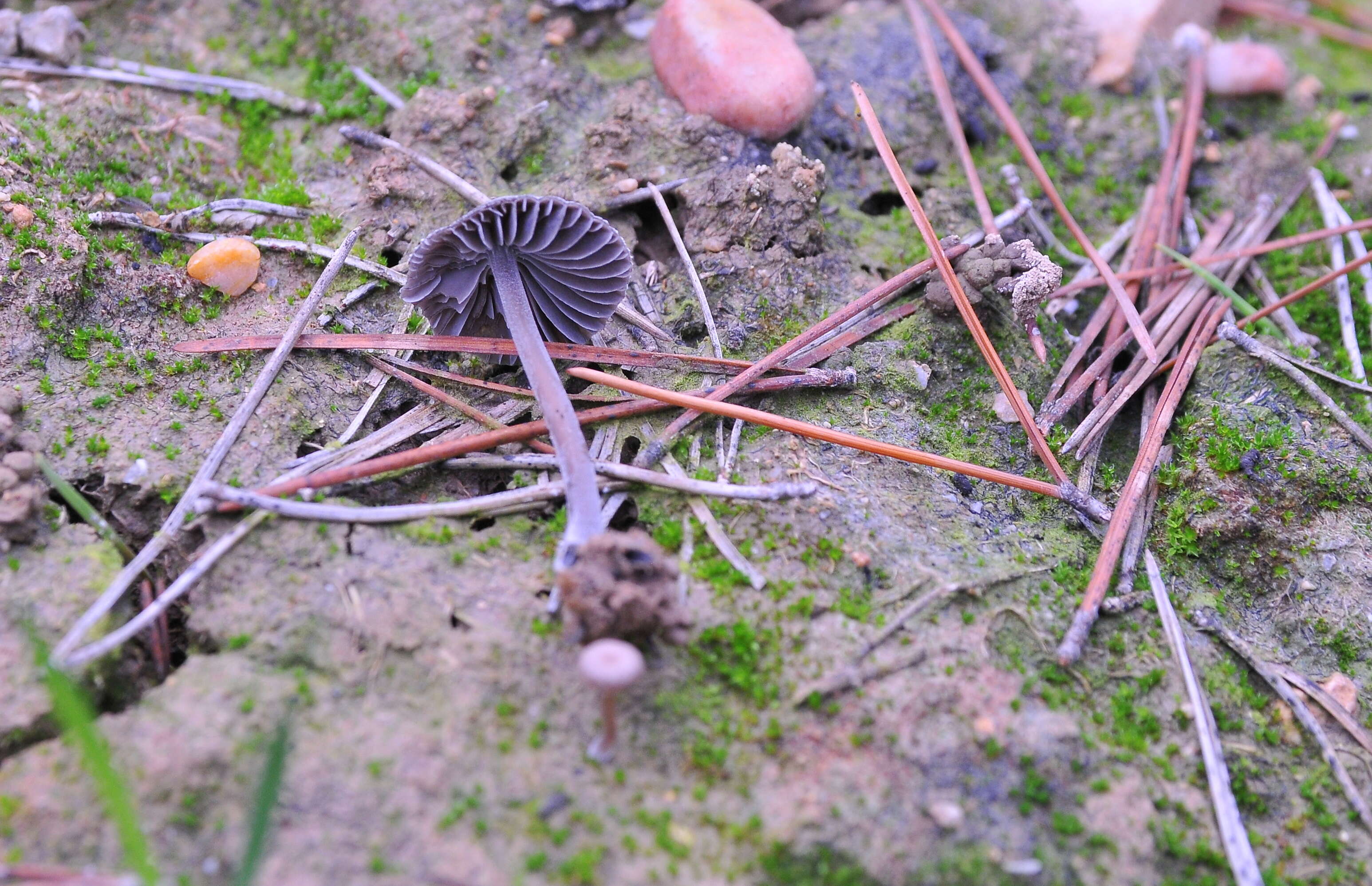 Image of Bonnet Mushroom