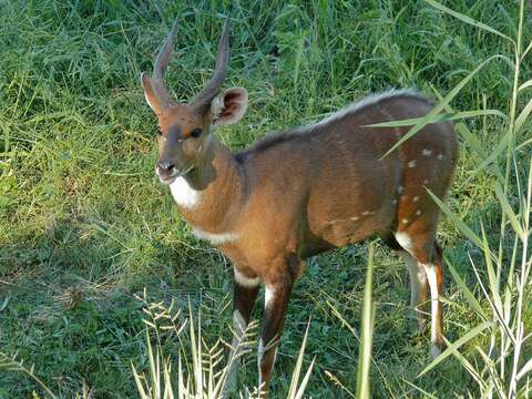 Image of Bushbuck