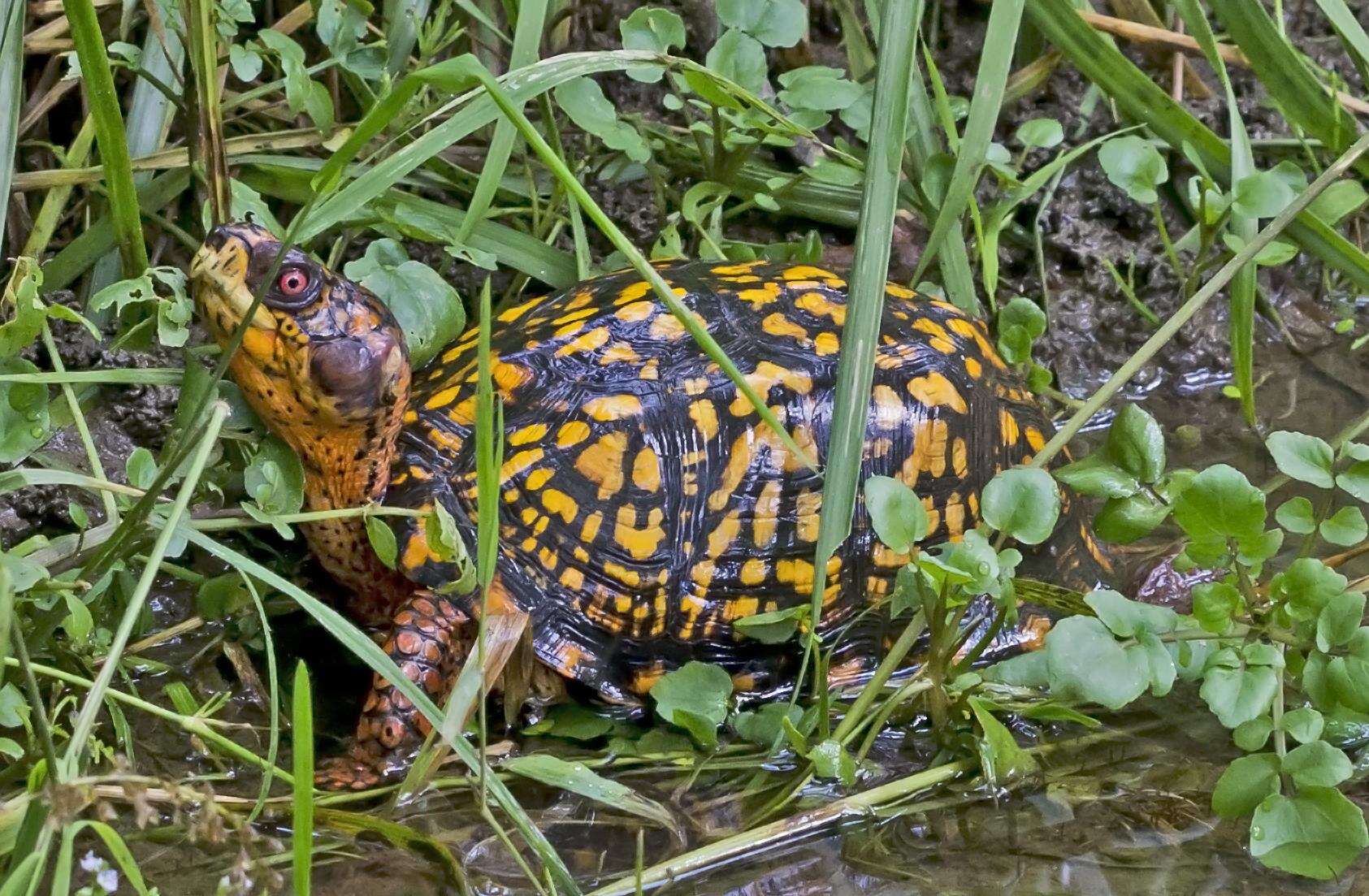 Image of Ornate Box Turtle