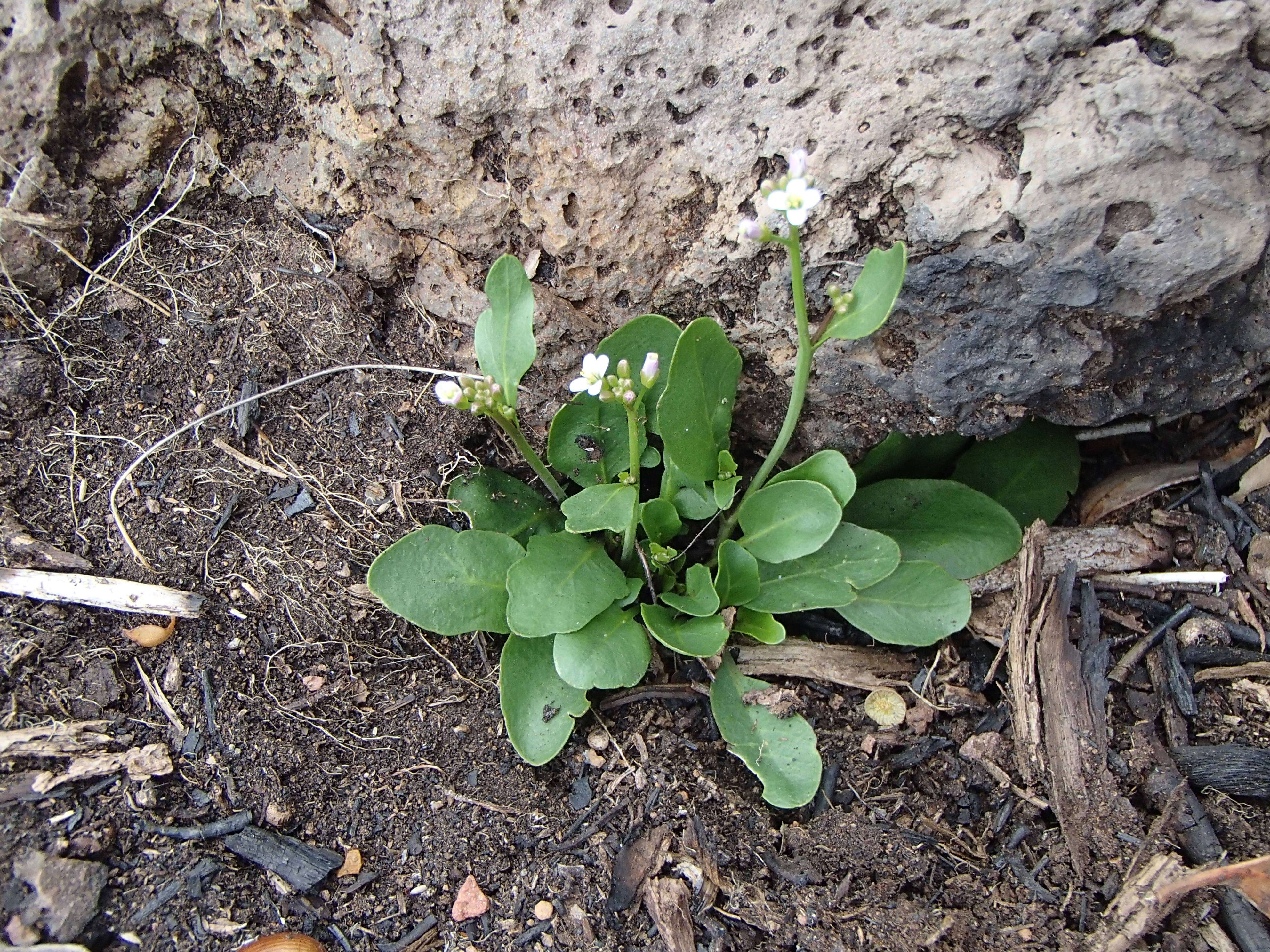 Image of Cardamine tryssa I. Thomps.