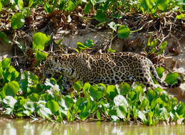 Image of Jaguar