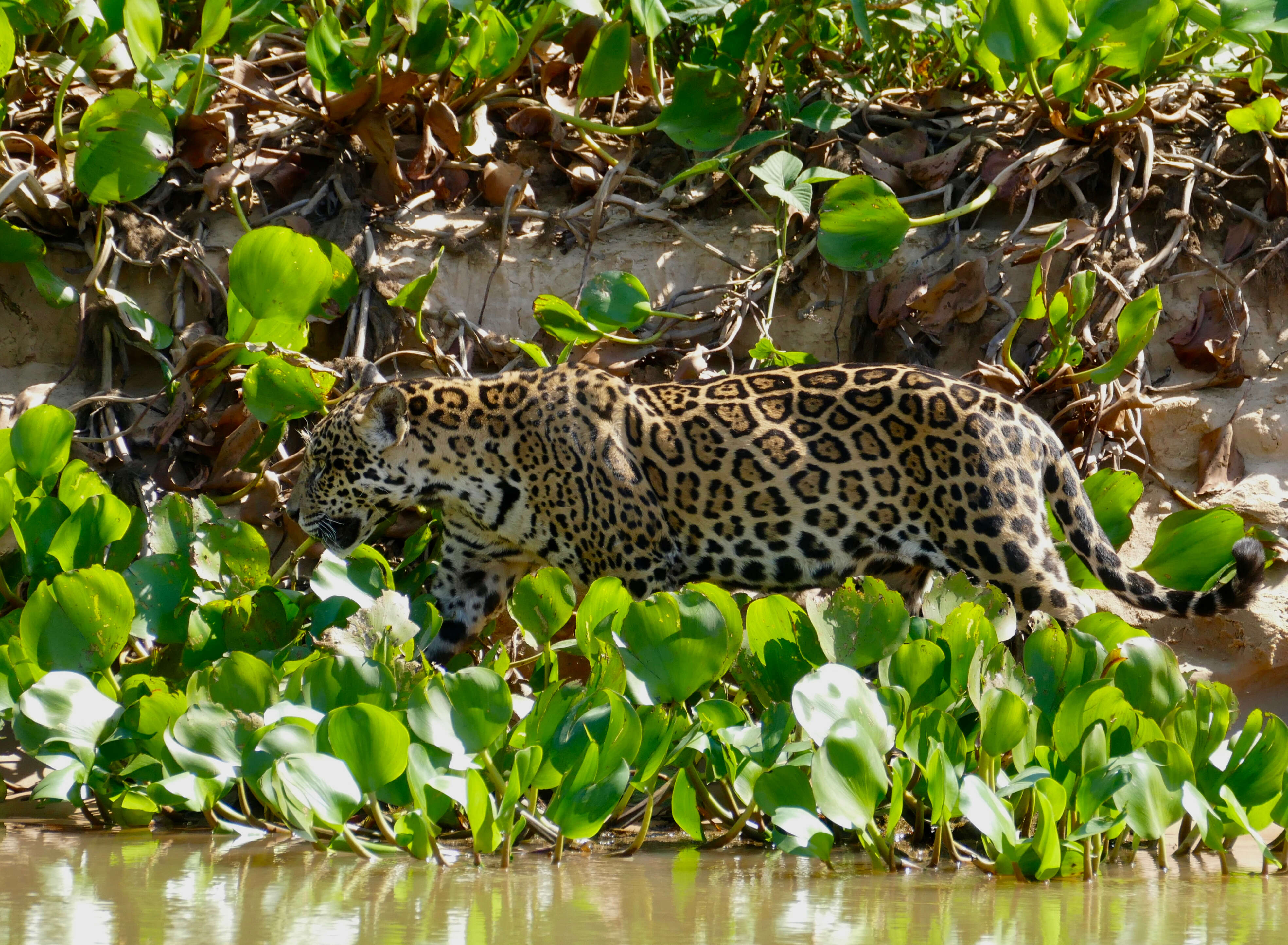 Image of Jaguar