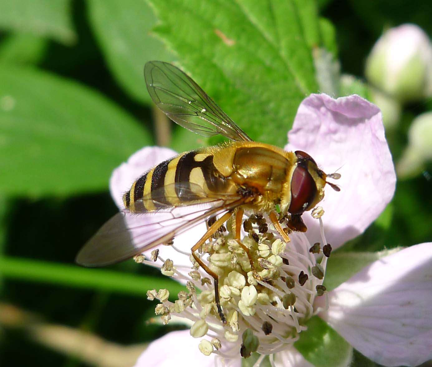 Plancia ëd Syrphus ribesii (Linnaeus 1758)