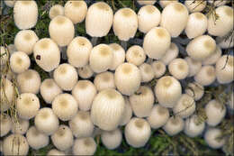 Image of Coprinellus