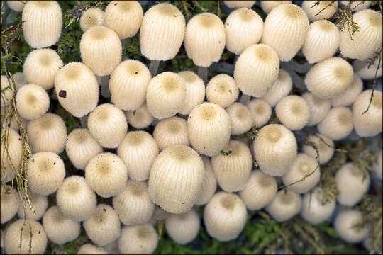 Image of Coprinellus disseminatus (Pers.) J. E. Lange 1938