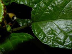 Image of Dorstenia choconiana S. Wats.