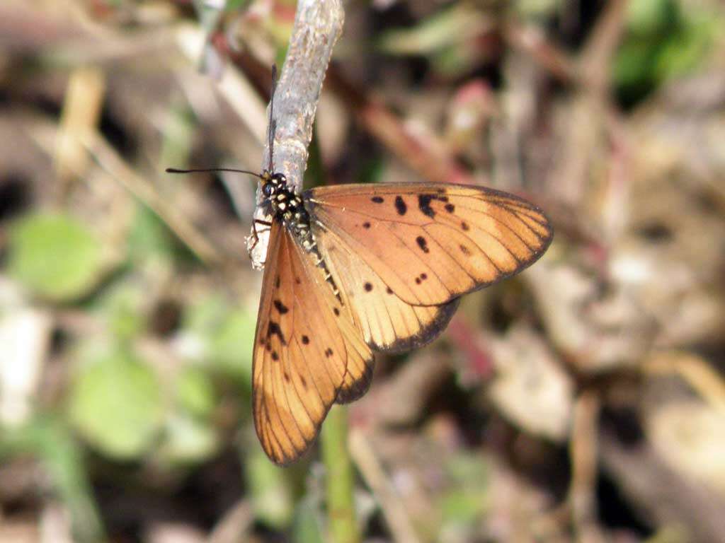 Image of Acraea encedon Linnaeus 1758