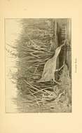 Image of Mangrove Rail