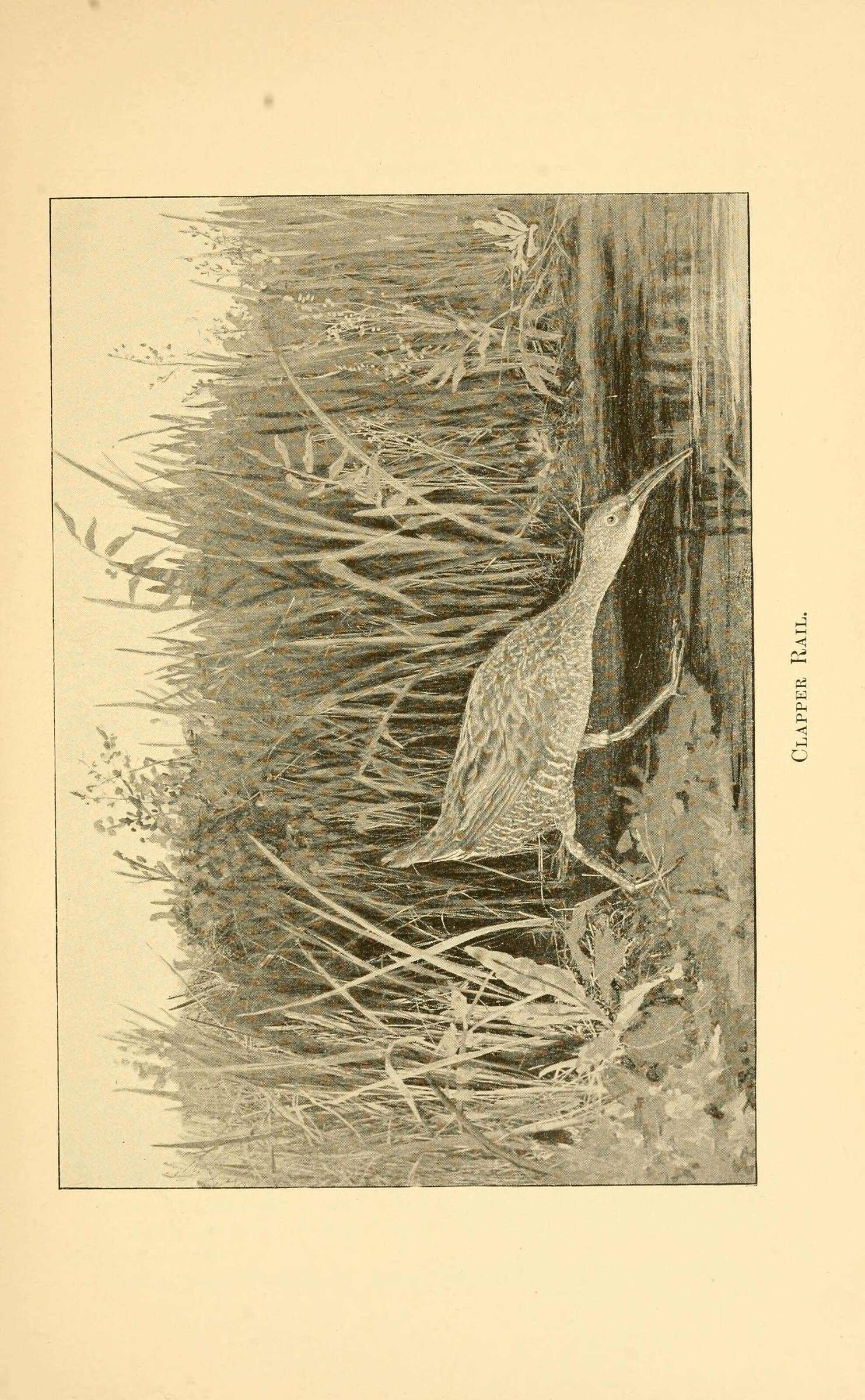 Image of Mangrove Rail