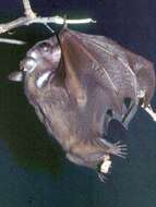 Image of Epauletted Fruit Bats