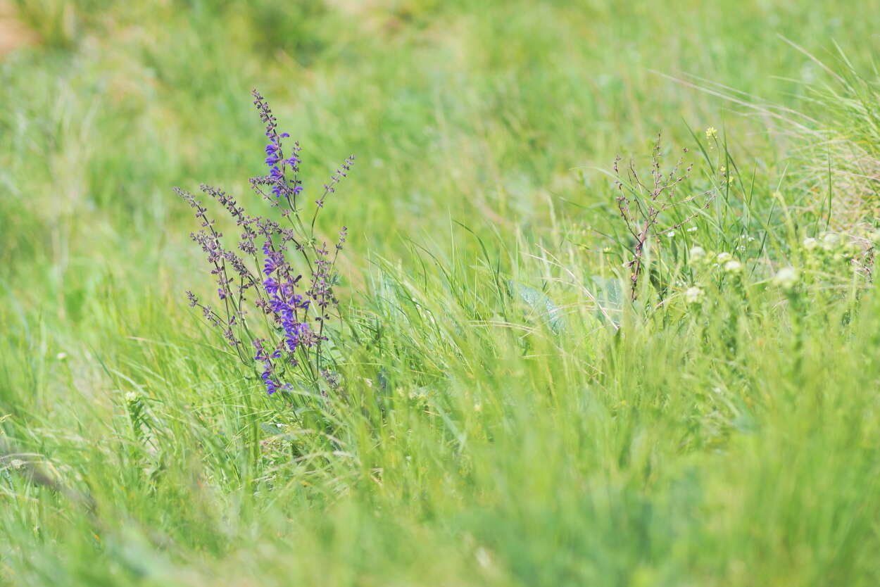 Imagem de Salvia pratensis L.