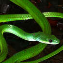 Image of Philodryas viridissima (Linnaeus 1758)