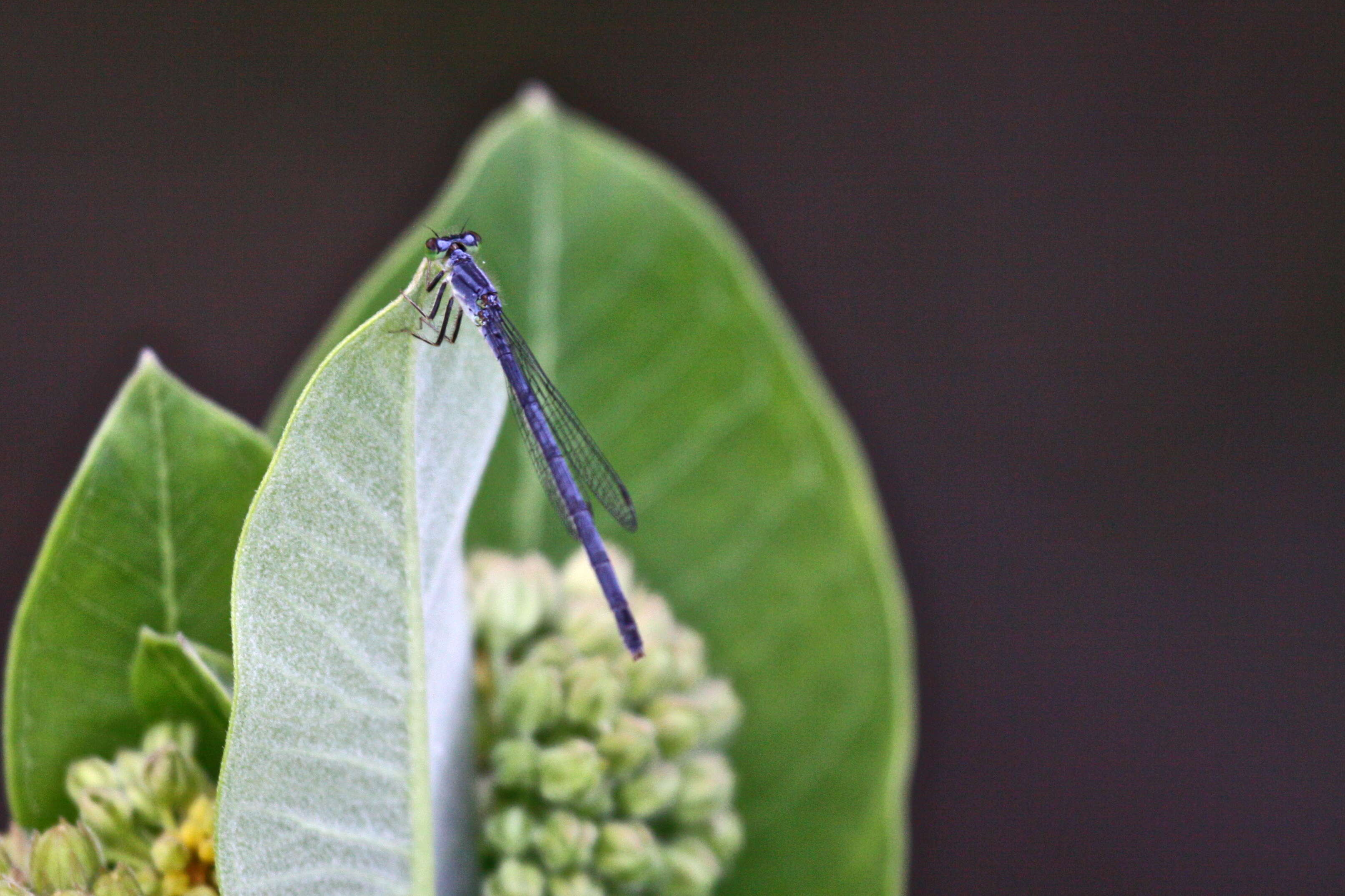 Image of bluet