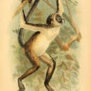 Image of Long-haired Spider Monkey
