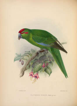 Image of Red-crowned Parakeet