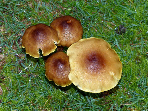 Image of Honey Fungus