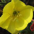 Image of Oenothera fallax Renner