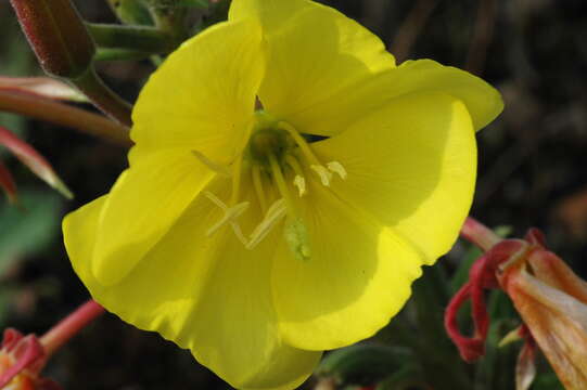 Image of Oenothera fallax Renner