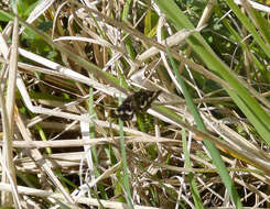 Image of Pyrausta nigrata Scopoli