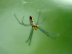 Image of Basilica Orbweaver