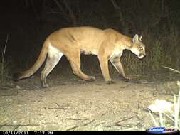 Image of Florida panther