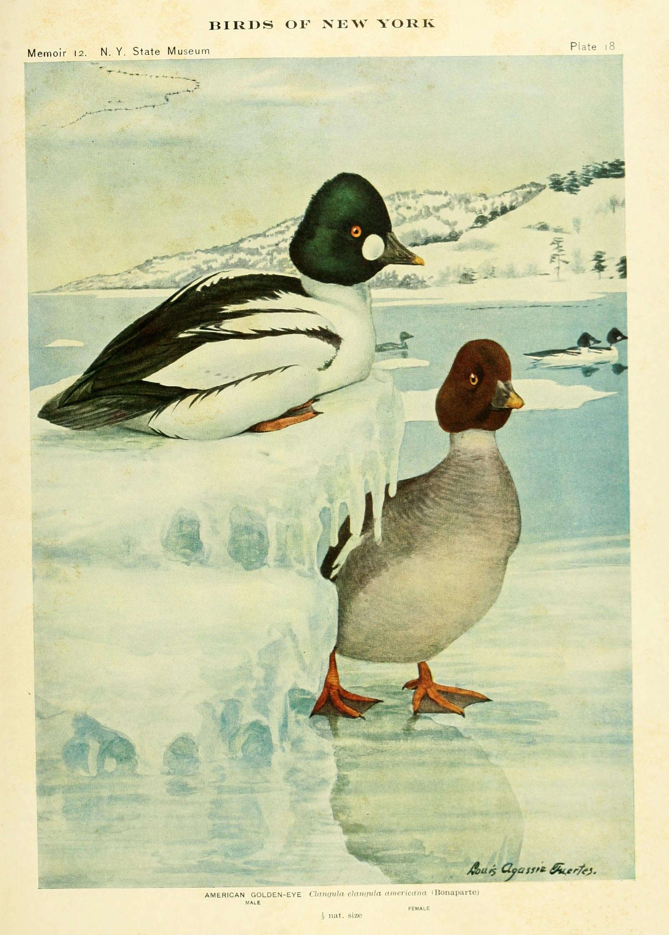 Image of waterfowl