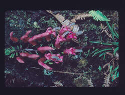 Image of false lobelia