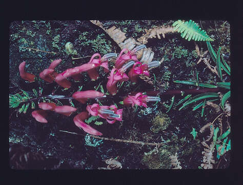 Image of false lobelia