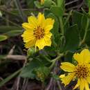 Image of Aspilia platyphylla (Baker) Blake