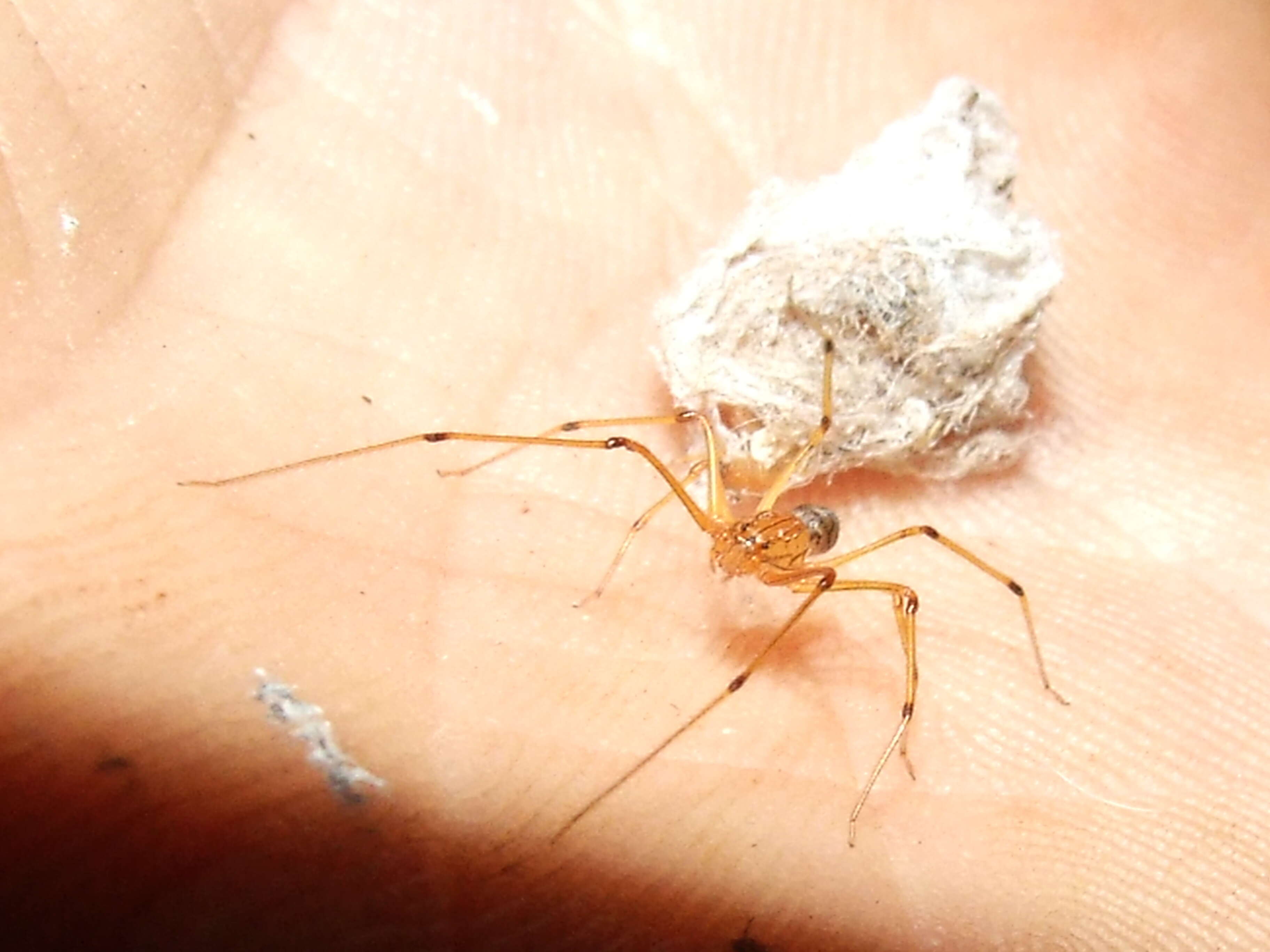 Image of spitting spiders