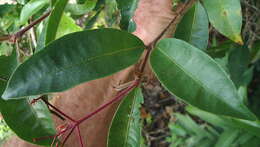 Image of Nyctagynaceae