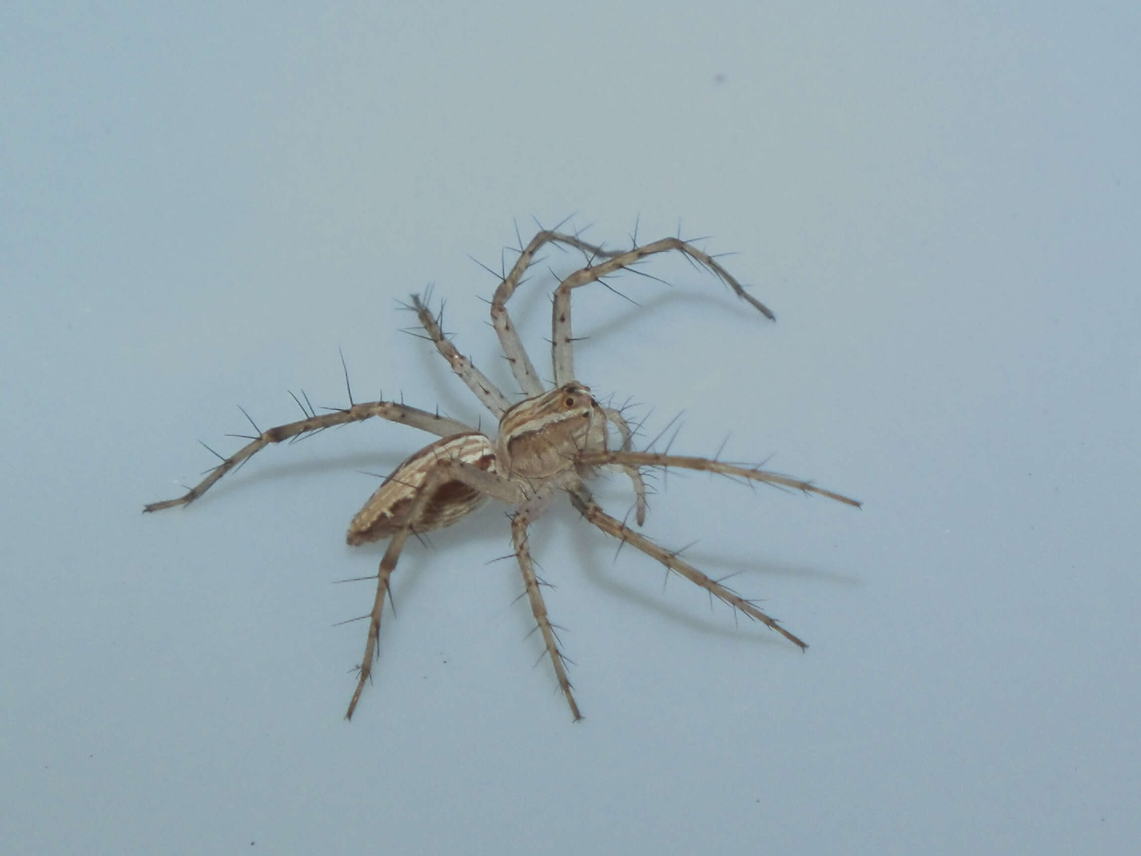 Image of lynx spider