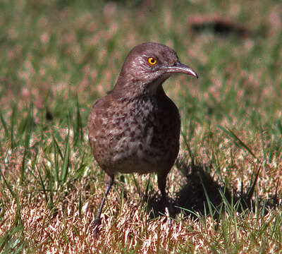 Imagem de Toxostoma bendirei (Coues 1873)