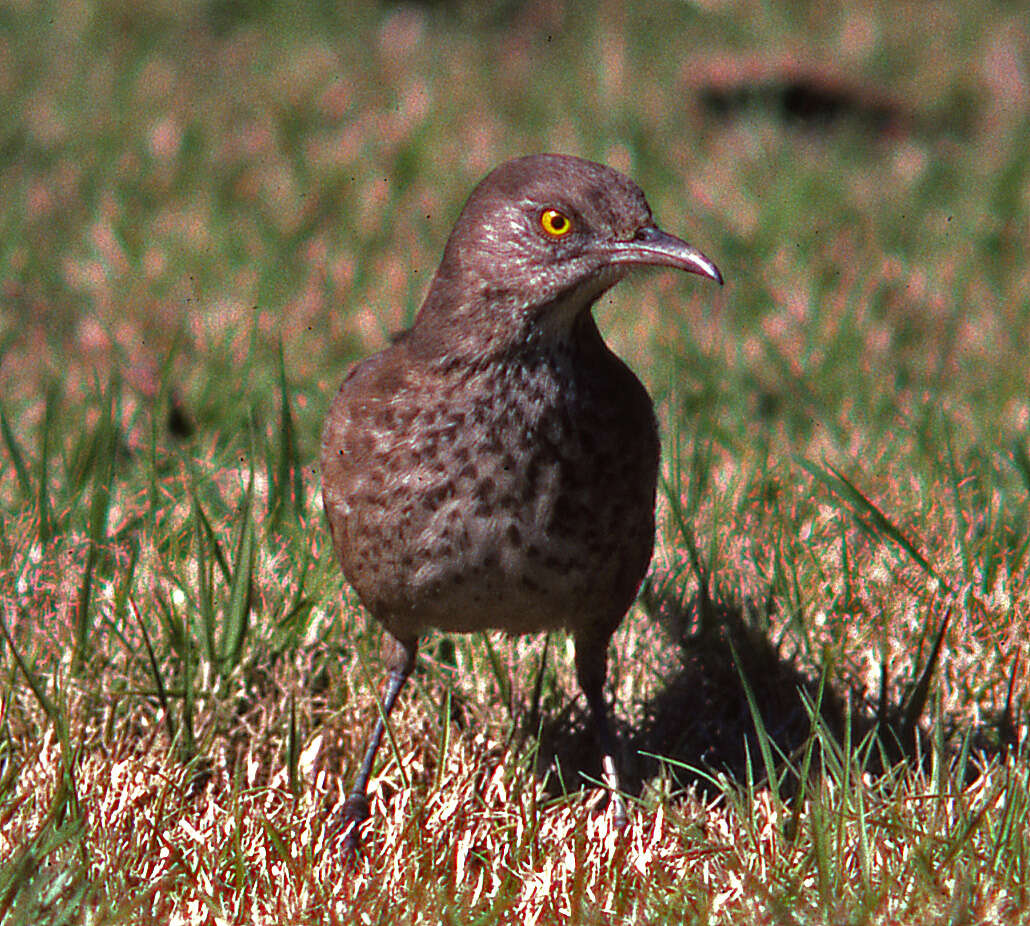 Toxostoma bendirei (Coues 1873)的圖片