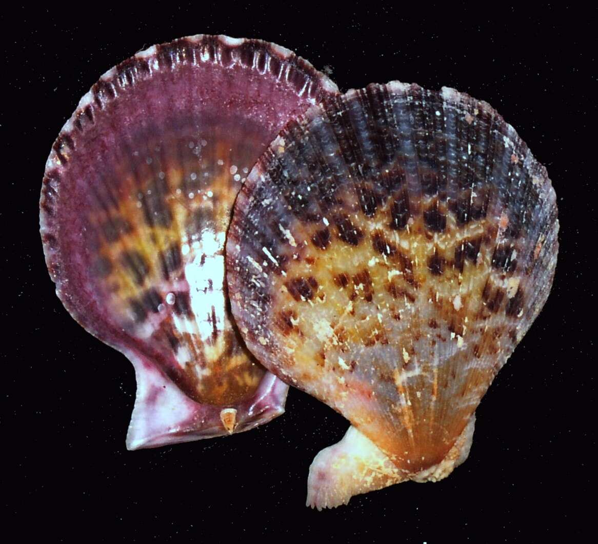 Image of Chlamys lentiginosa